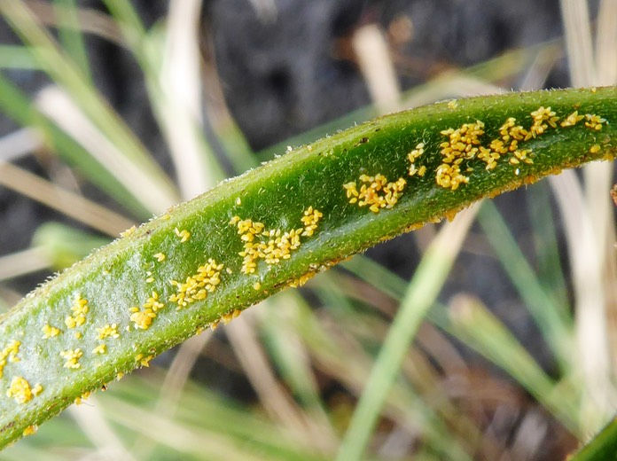OEufs du psylle Heteropsylla cubana Crawford sur gousse de Leucaena leucocephala