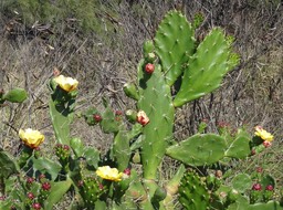 Opuntia ficus-indica - Figuier de barbarie - CACTACEAE - Espèce potentiellement envahisssante