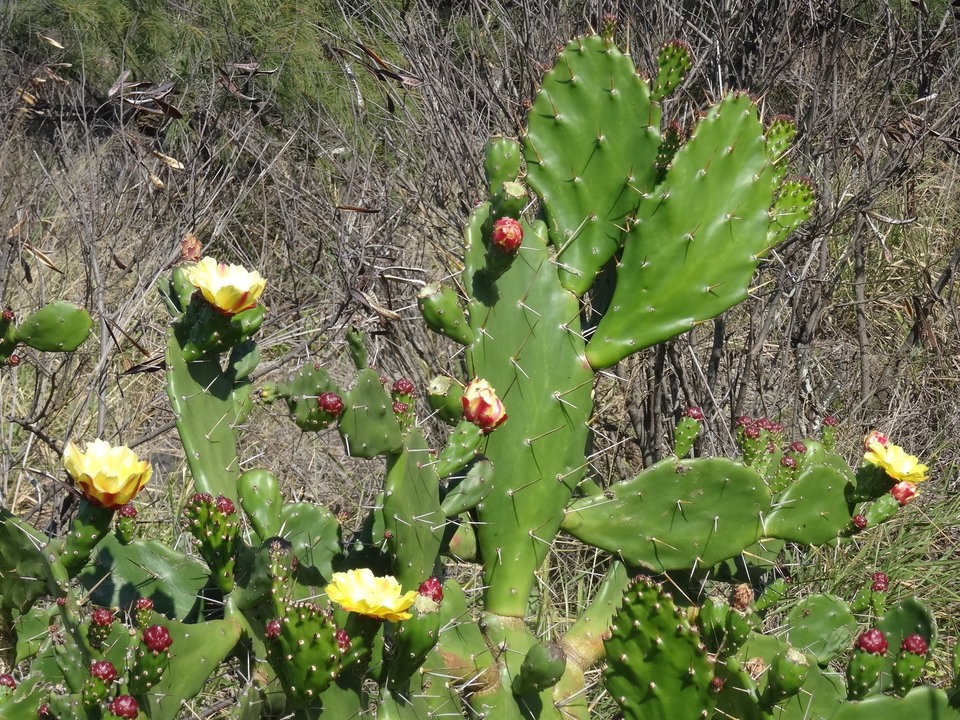 Opuntia ficus-indica - Figuier de barbarie - CACTACEAE - Espèce potentiellement envahisssante