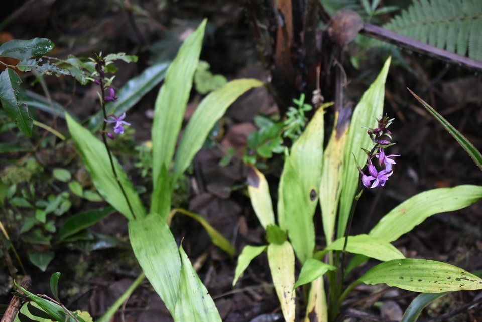Calanthe sylvatica - EPIDENDROIDEAE - Indigène Réunion - MB2_0046