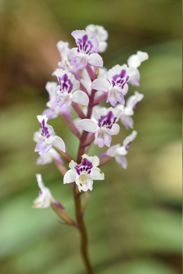 Cynorkis squamosa - ORCHIDOIDEAE - Indigène Réunion - MB2_0029