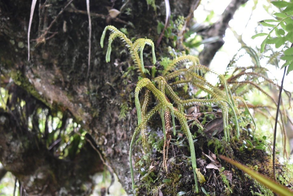 Huperzia ophioglossoides - Fougère épaulette - LYCOPODIACEAE - Indigène Réunion, Maurice