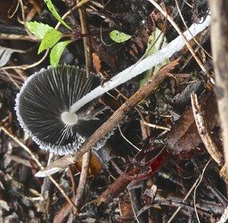 Parasola plicatilis ? coprin plissé.agaricaceae. P1002218