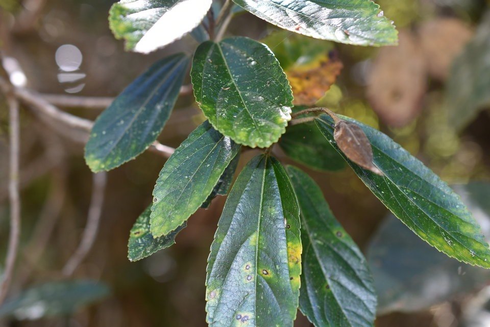 Trochetia granulata - Bois clochette - MALVACEAE - Endémique Réunion
