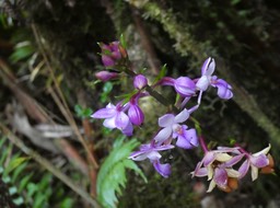 Calanthe sylvatica - EPIDENDROIDEAE - Indigène Réunion - P1030248
