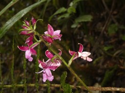 Calanthe sylvatica - EPIDENDROIDEAE - Indigène Réunion - P1030266