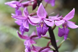 Calanthe sylvatica - EPIDENDROIDEAE - Indigène Réunion - MB2_4911