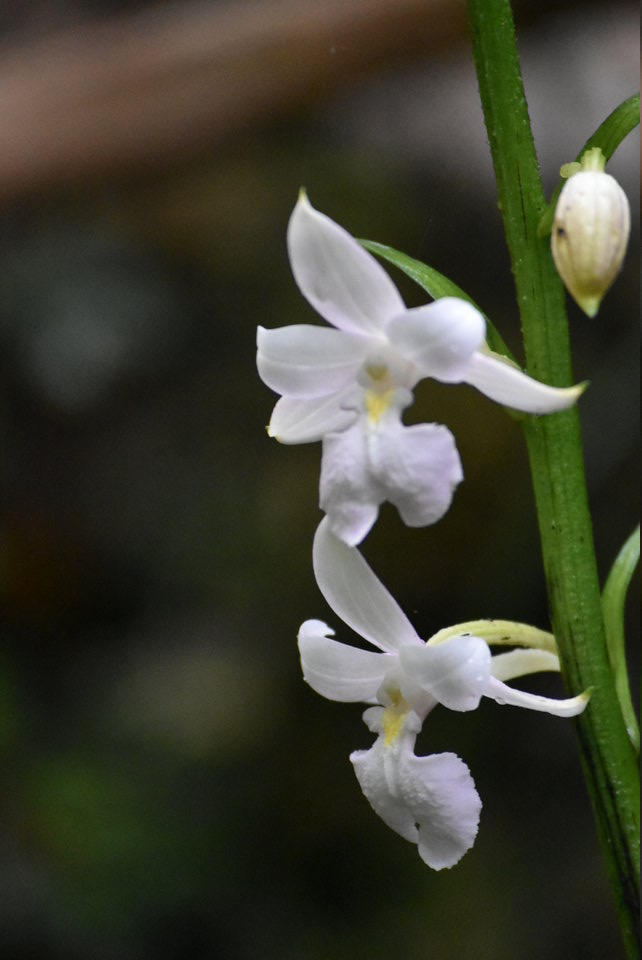 Calanthe sylvatica - EPIDENDROIDEAE - Indigène Réunion - MB2_4935