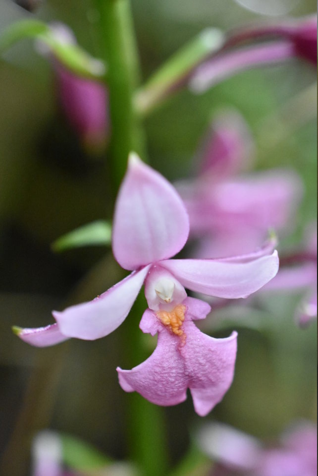 Calanthe sylvatica - EPIDENDROIDEAE - Indigène Réunion - MB2_4901