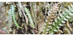 Ctenopteris leucosora - POLYPODIACEAE - Indigène Réunion