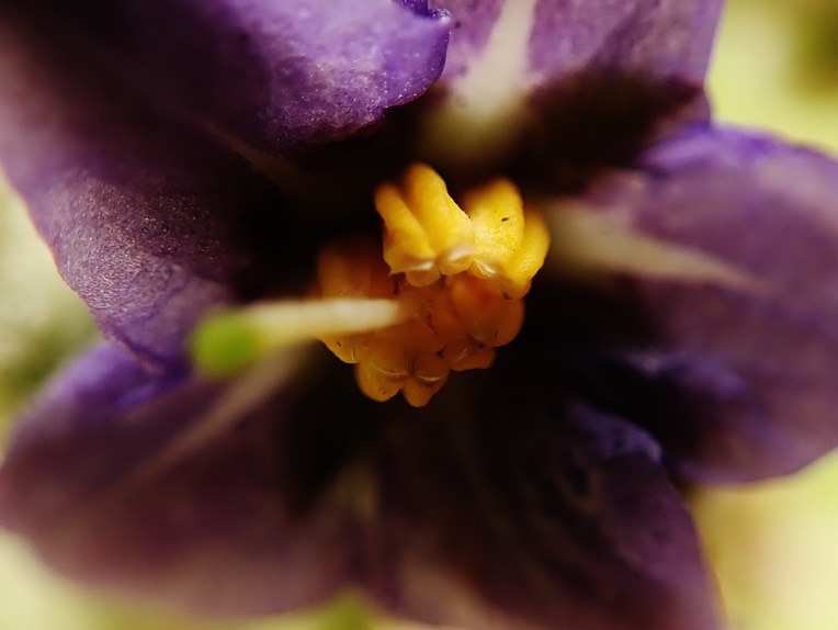 déhiscence poricide Solanum mauritianum (2)
