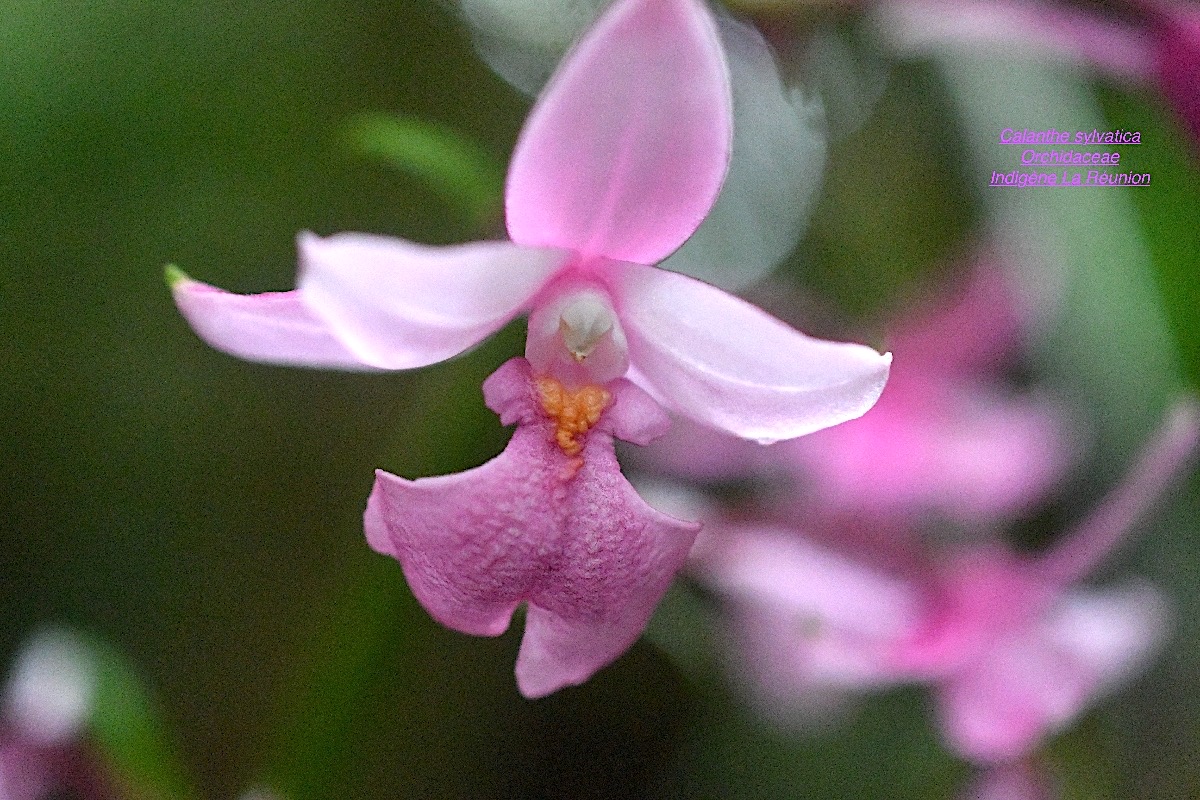 DSC_2118