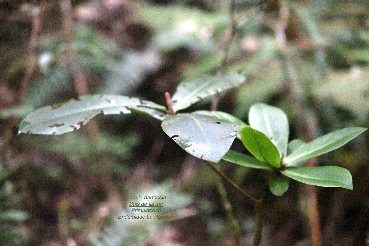 DSC_2126
