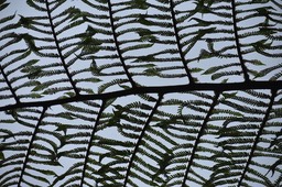 Fronde de camouflage