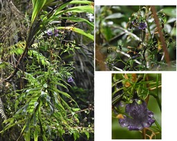 Heterochaenia borbonica - CAMPANULACEAE - Endémique Réunion