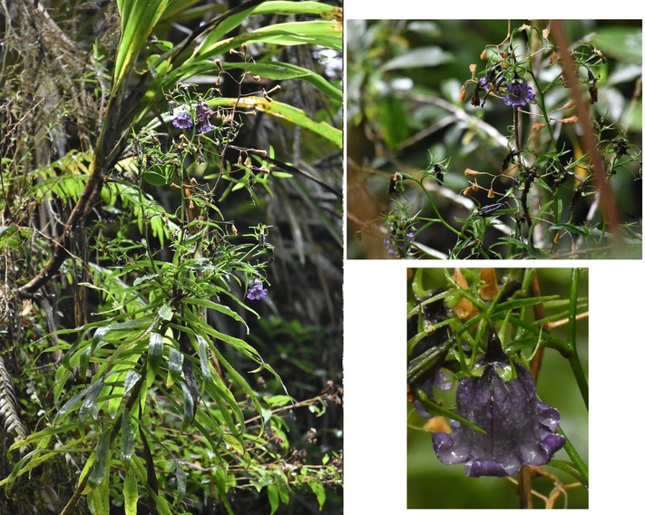 Heterochaenia borbonica - CAMPANULACEAE - Endémique Réunion