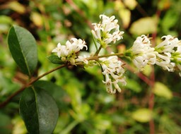 Ligustrum ovalifolium (1)