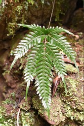 Pteris scabra - ADIANTACEAE - Indigène Réunion