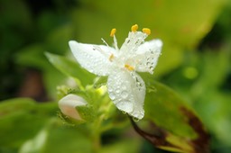 Tradescantia fluminensis (1)