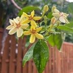11. Mussaenda arcuata - Lingue café - RUBIACEAE.jpeg