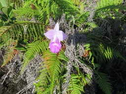 4. Arundina graminifolia - Orchidée bambou - Orchidaceae