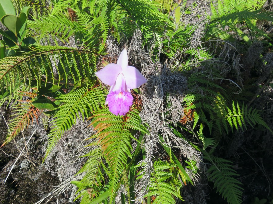4. Arundina graminifolia - Orchidée bambou - Orchidaceae