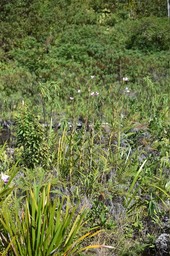 Arundia gramnifolia - Orchidée Bambou - EPIDENDROIDEAE - Naturalisé - MB2_2251