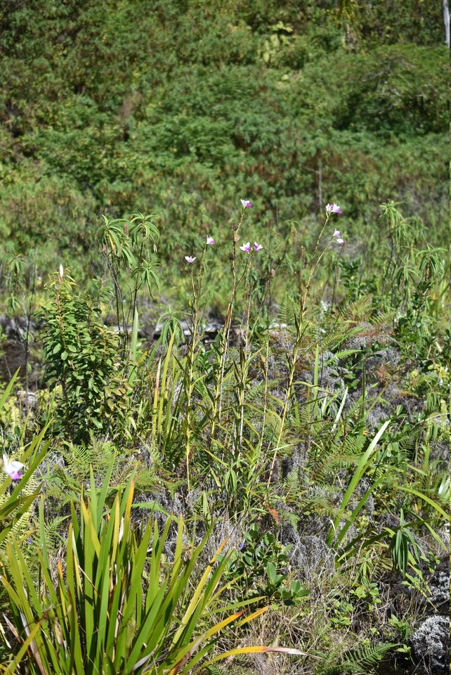 Arundia gramnifolia - Orchidée Bambou - EPIDENDROIDEAE - Naturalisé - MB2_2251