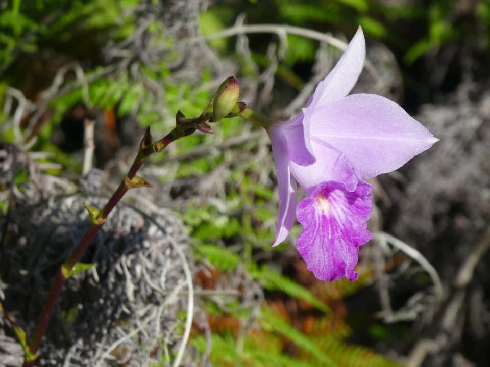 Arundia gramnifolia - Orchidée Bambou - EPIDENDROIDEAE - Naturalisé - P1020049