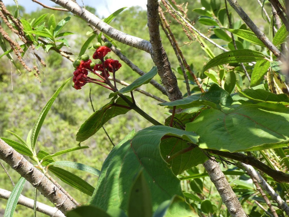 Clerodendrum speciosissimum - Clerodendron de Java - LAMIACEAE - EE 