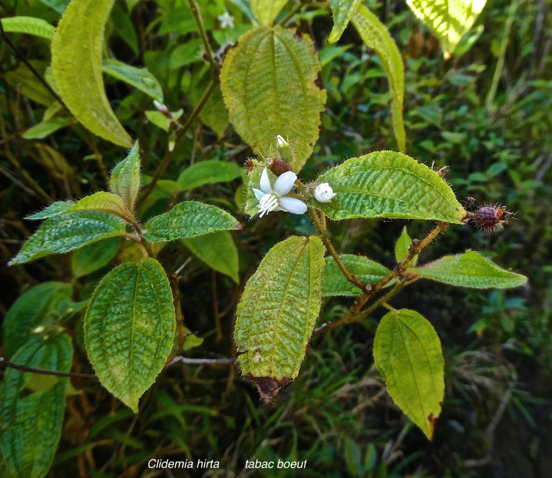 Clidemia hirta.tabac boeuf .melastomataceae. espèce envahissante.P1015475