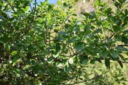 Ficus reflexa - Affouche à petites feuilles - MORACEAE - Indigène Réunion