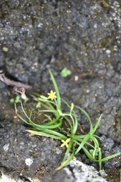 Hypoxis angustifolia - HYPOXIDACEAE - Indigène Réunion