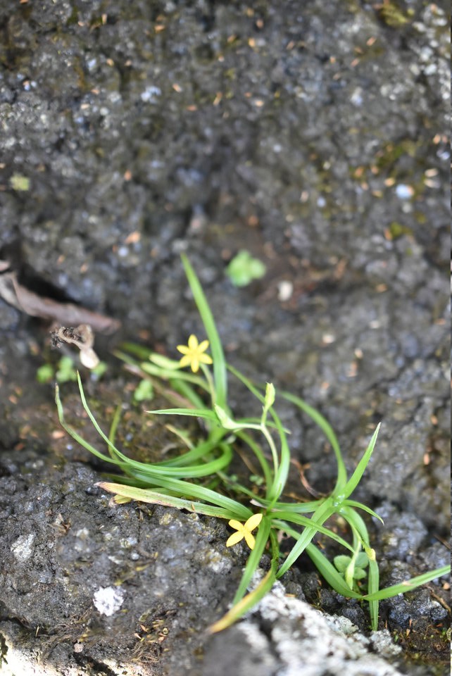 Hypoxis angustifolia - HYPOXIDACEAE - Indigène Réunion