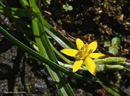 Hypoxis angustifolia. hypoxis à feuilles étroites.hypoxidaceae. indigène Réunion.P1015615