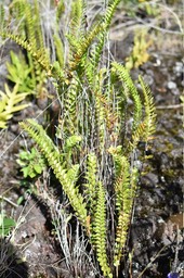 Nephrolepis abrupta - NEPHROLEPIDACEAE - Indigène Réunion