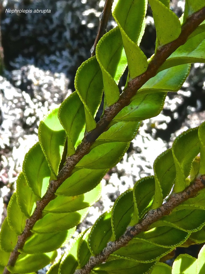 Nephrolepis abrupta .nephrolepide abrupte .(détail des frondes nephrolepidaceae.indigène Réunion.P1015474