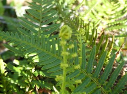 Pityrogramma calomelanus var. aureoflava - Fougère d'or - PTERIDACEAE - Exotique - 