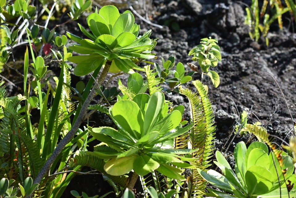 Scaevola taccada - Manioc Bord de mer - GOODENIACEAE - Indigène Réunion
