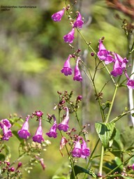 Strobilanthes hamiltonianus.califon.acanthaceae.espèce envahissante.P1015539