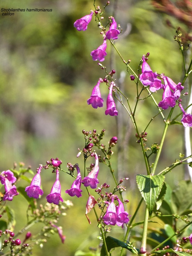 Strobilanthes hamiltonianus.califon.acanthaceae.espèce envahissante.P1015539