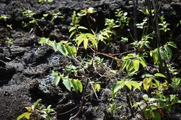 Trema orientalis - Bois d'andrèze - CANABACEAE - EE