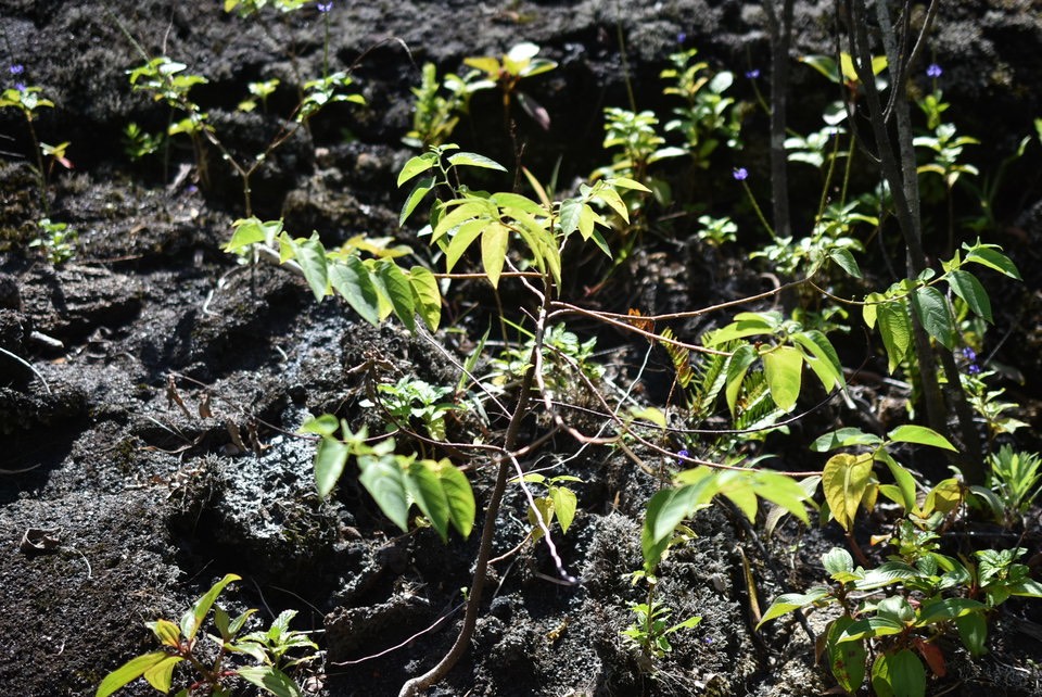 Trema orientalis - Bois d'andrèze - CANABACEAE - EE