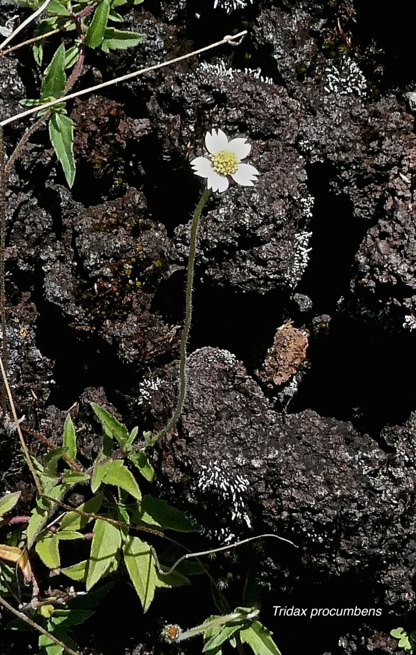 Tridax procumbens. tridax. casse tout seul. asteraceae.espèce envahissante.P1015574