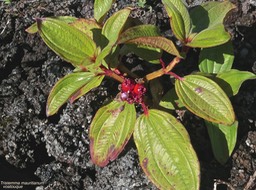 Tristemma mauritianum.voatouque.melastomataceae.indigène Réunion.P1015563
