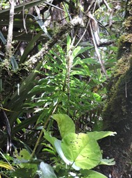 11 Heterochaenia 