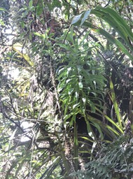 13 Heterochaenia 