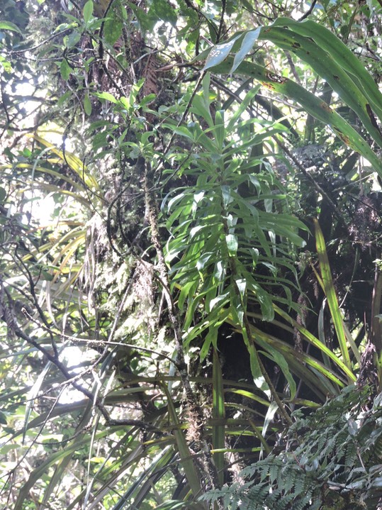 13 Heterochaenia 