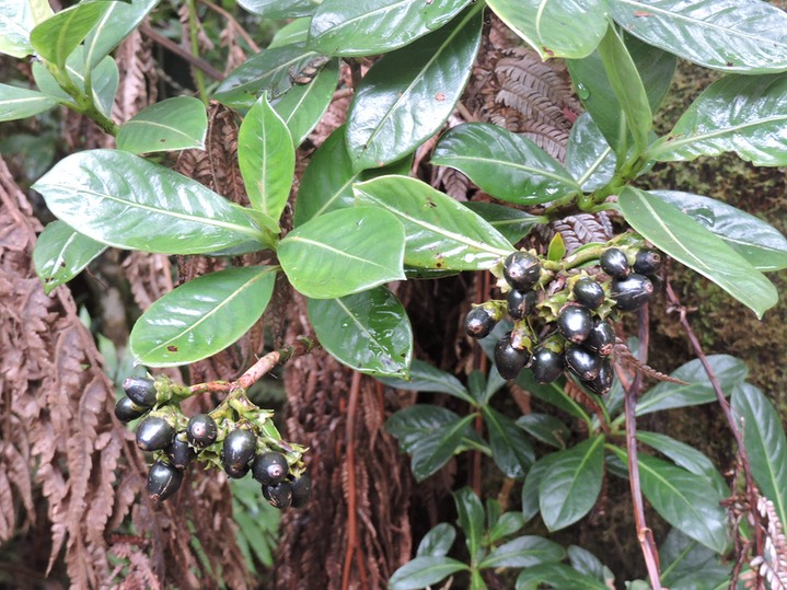14 Losto café, Gaetnera vaginata 