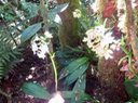 14.Calanthe sylvatica - ORCHIDACEAE-variante blanche